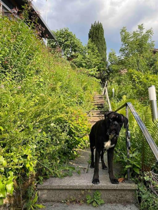 Villa Bootsmann Mit Spektakulaerer Seesicht Nahe Badestrand Vitznau Exterior foto